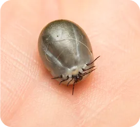 tickborne