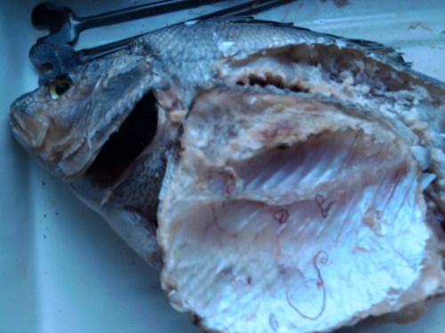 Врачи напоминают: употребление полусырых морепродуктов опасно для здоровья